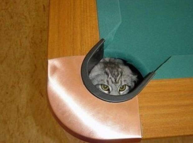 Коты, прятки, прячутся, смешное