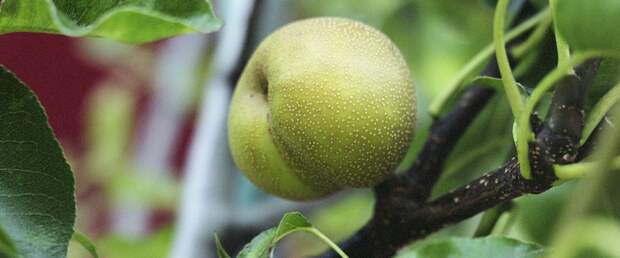 guerilla-fruit-tree-960x400