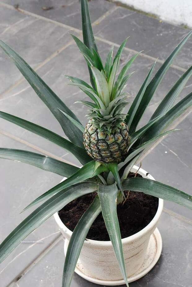 Pineapple-1