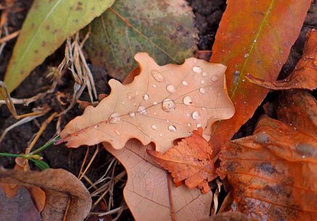 Лист.Фото:pixabay.com
