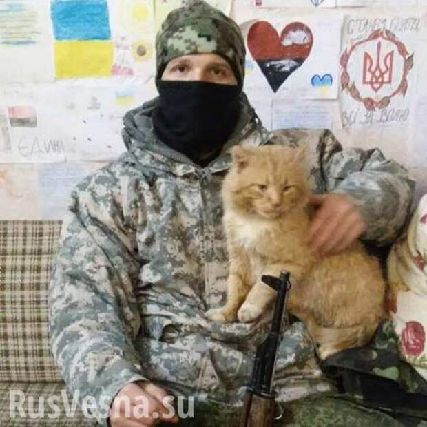 Кот украинец. Украинские военные с котиками. Ополченец с котенком. Украинские коты.