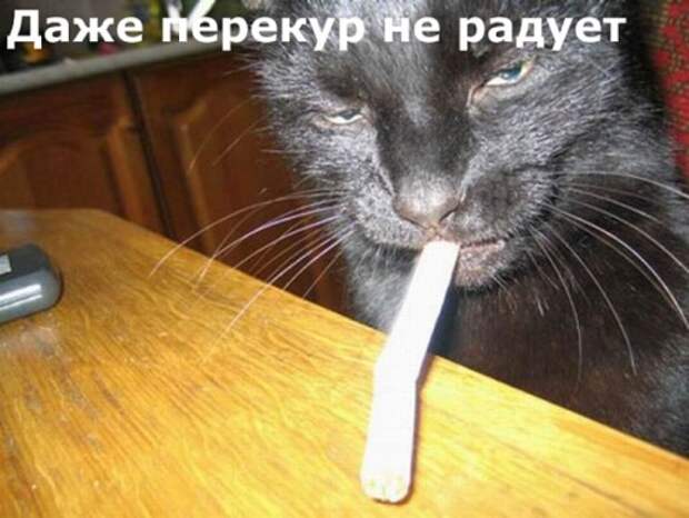 Животные мысли вслух Животные мысли вслух