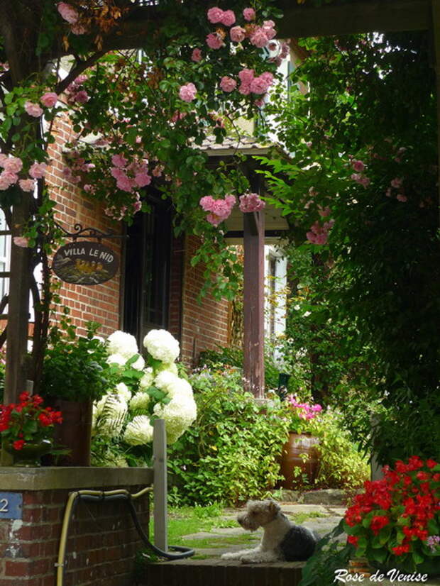 4497432_rosesingardeninspiration11 (450x600, 134Kb)