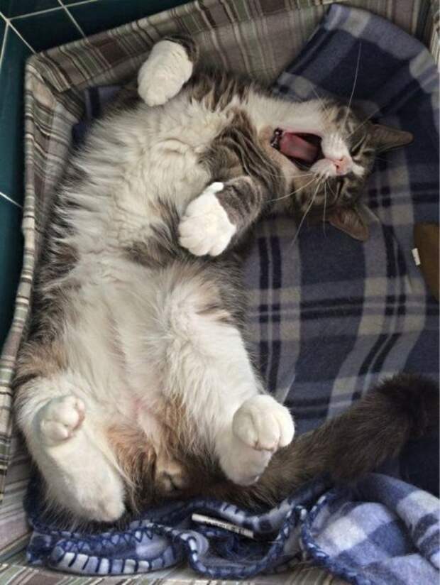 КОТОприколы  (32 фото)