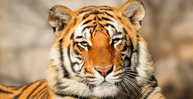 Число тигров в мире выросло впервые за много лет
