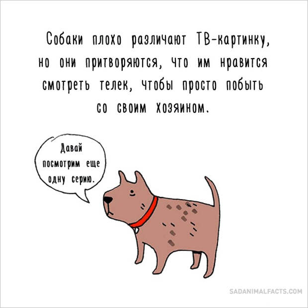 печальные факты о животных 