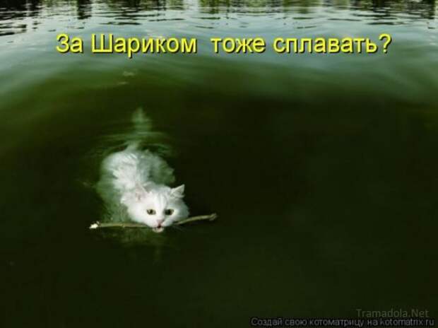 Подборка Котоматриц 2010 - Выпуск 28