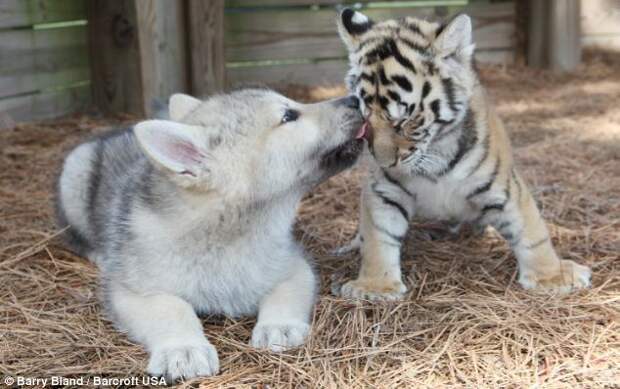 необычная дружба тигренка и волчонка 