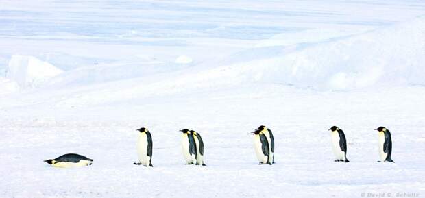 Фотография: Пингвины — это ласточки, которые ели после шести №10 - BigPicture.ru