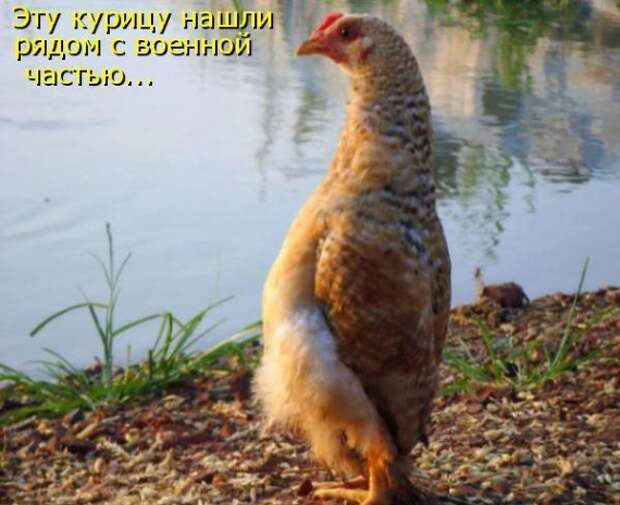 Приколы и позитив