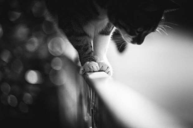 Кошки, которые сидят в неудобных местах: фотопроект Sabrina Boem Кошки, которые сидят в неудобных местах: фотопроект Sabrina Boem