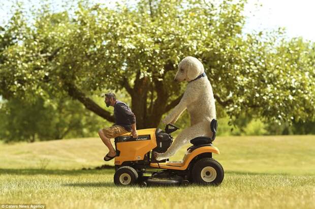 They see me rollin: In one of Mr Cline's many clever edits, he had made it look like his three-year-old Goldendoodle is sat on a lawnmower, driving him around a yard