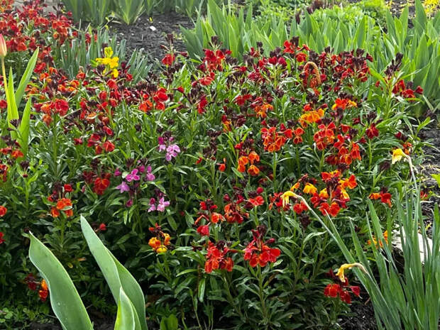Сад без мороки: 6 старых цветов, которые в новом сезоне затмят любые дорогие новинки