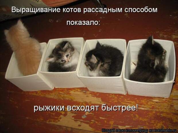 Мысли вслух Мысли вслух
