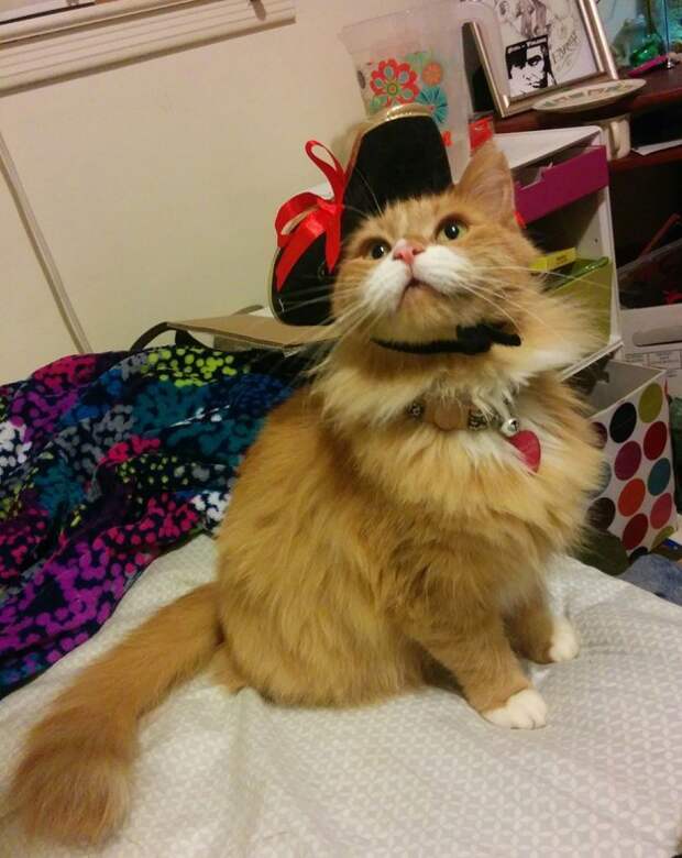 23 фотографии котиков, которые растопят ваше сердце   животные, кот, позитив, фото
