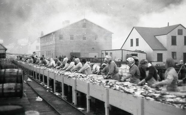 Women preparing herring for shipment across Europe.