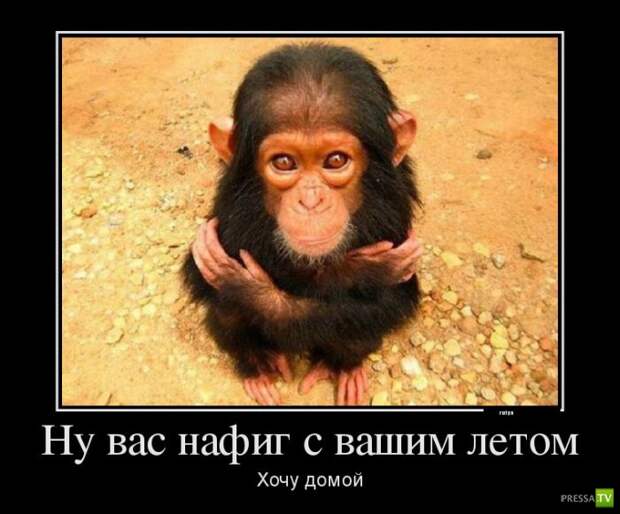Прикольные демотиваторы о животных (30 фото) Прикольные демотиваторы о животных (30 фото)