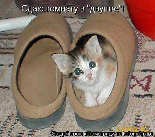 Котоматрица: Сдаю комнату в "двушке"!