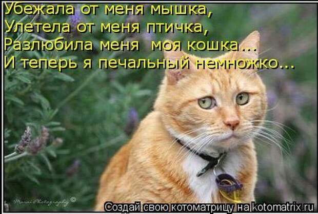 Котоматрица Котоматрица