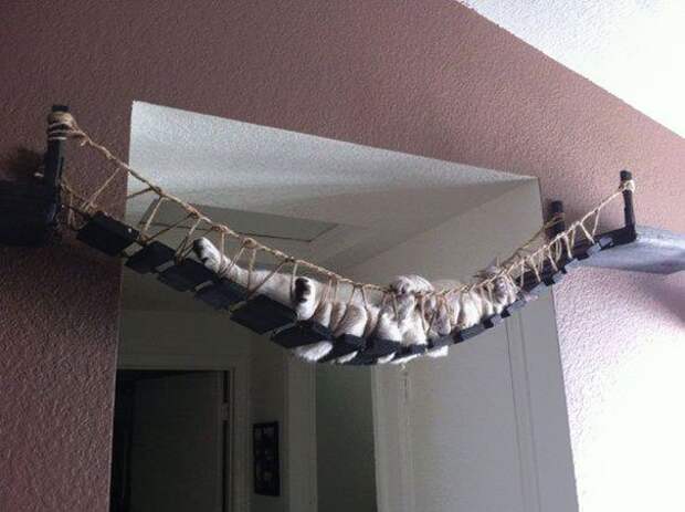 разбалованные кошки