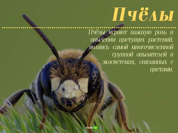 Мужики не нужны: 10 примеров из живой природы Зачатие, без самцов, живая природа, партеногенез, потомство