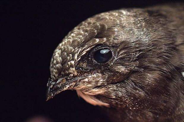 Черный стриж (Apus apus), фото птицы изображение