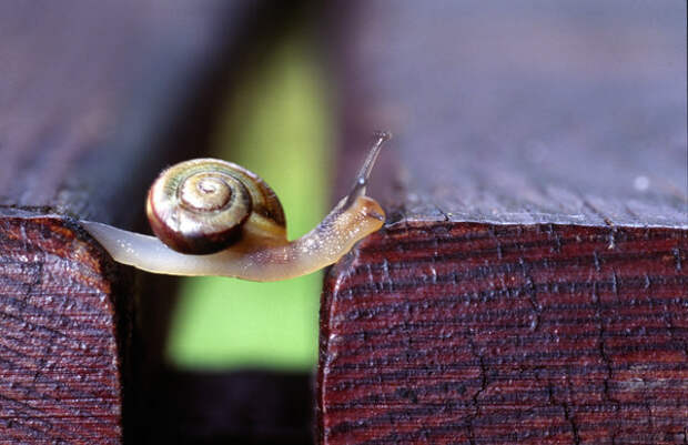 snail_the_traveller_by_nilsphotos-d1uzlxu