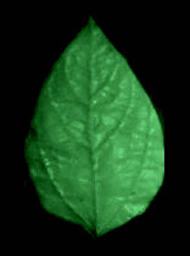 3925073_26xolodnyyfarfor (156x210, 4Kb)