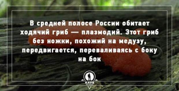 Факты про грибы, которые вы могли не знать (10 фото)