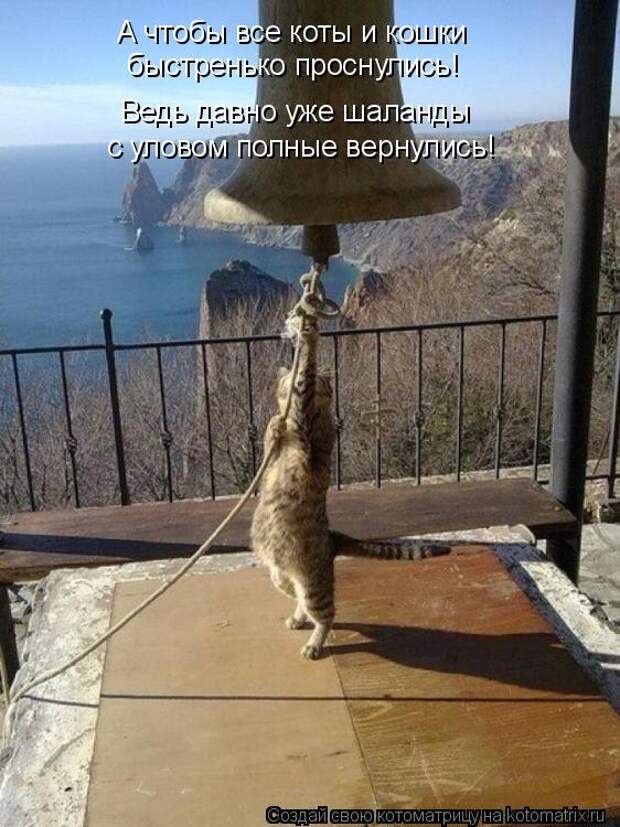 Котоматрица: А чтобы все коты и кошки  быстренько проснулись! Ведь давно уже шаланды  с уловом полные вернулись!