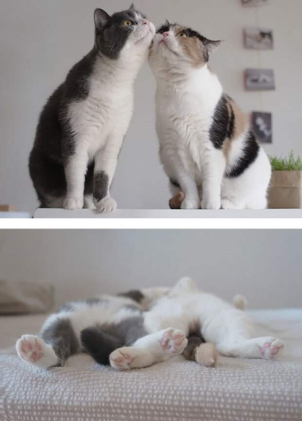 Коты-бездельники.