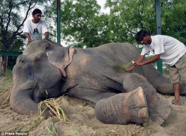 Слон расплакался после освобождения из рук хозяина-садиста