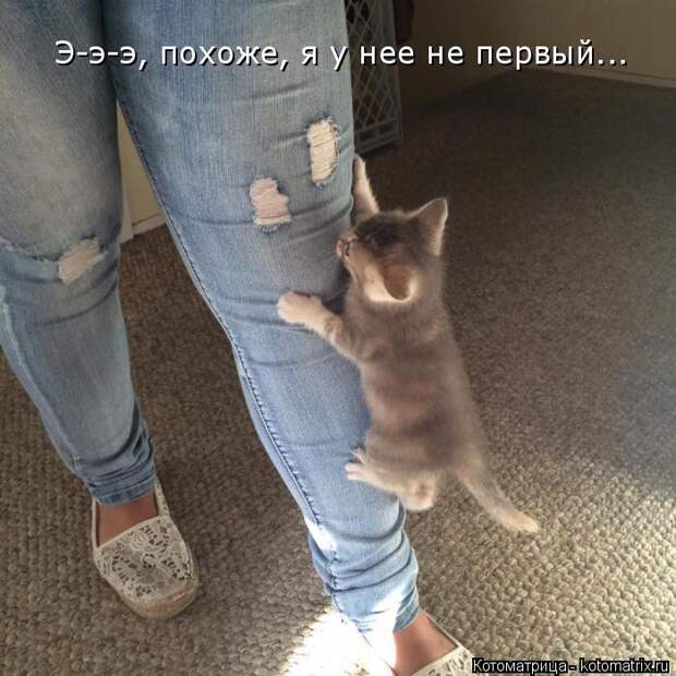 Котоматрица: Э-э-э, похоже, я у нее не первый...