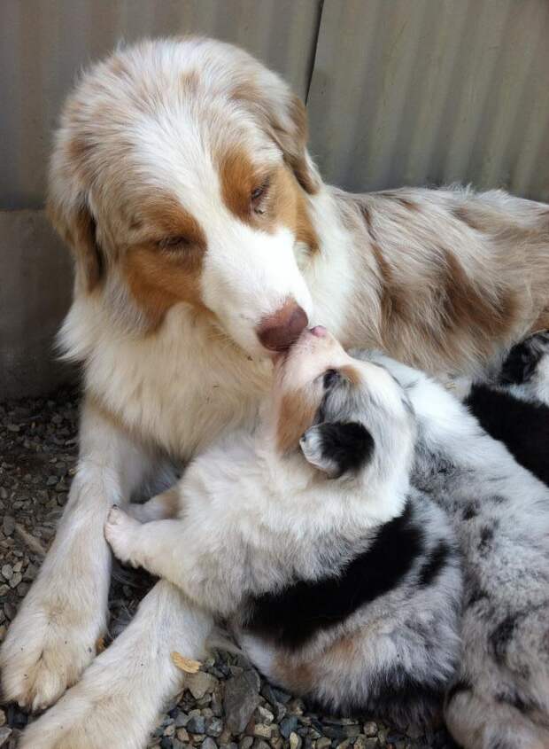собака и щенок