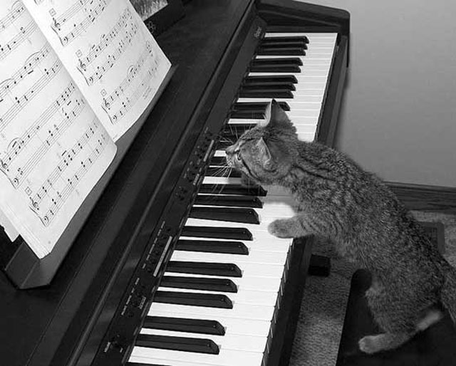 коты играют