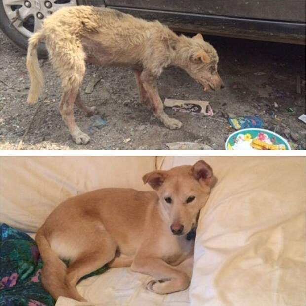 before-and-after-photos-of-adopted-dogs-11
