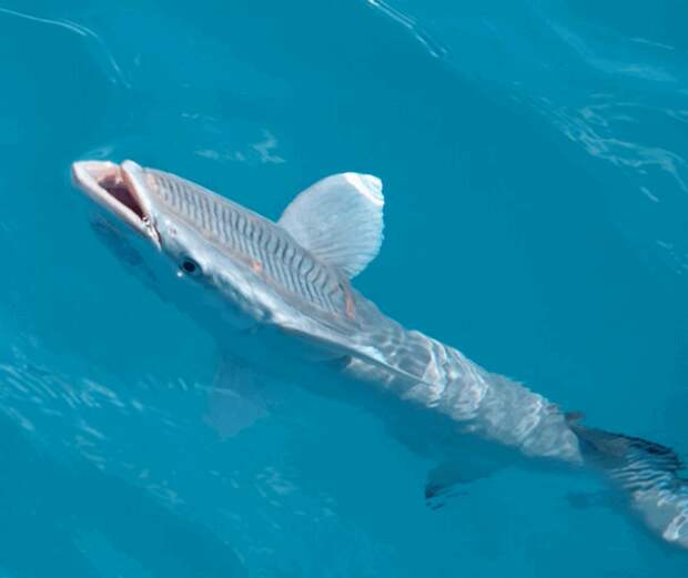 remora12