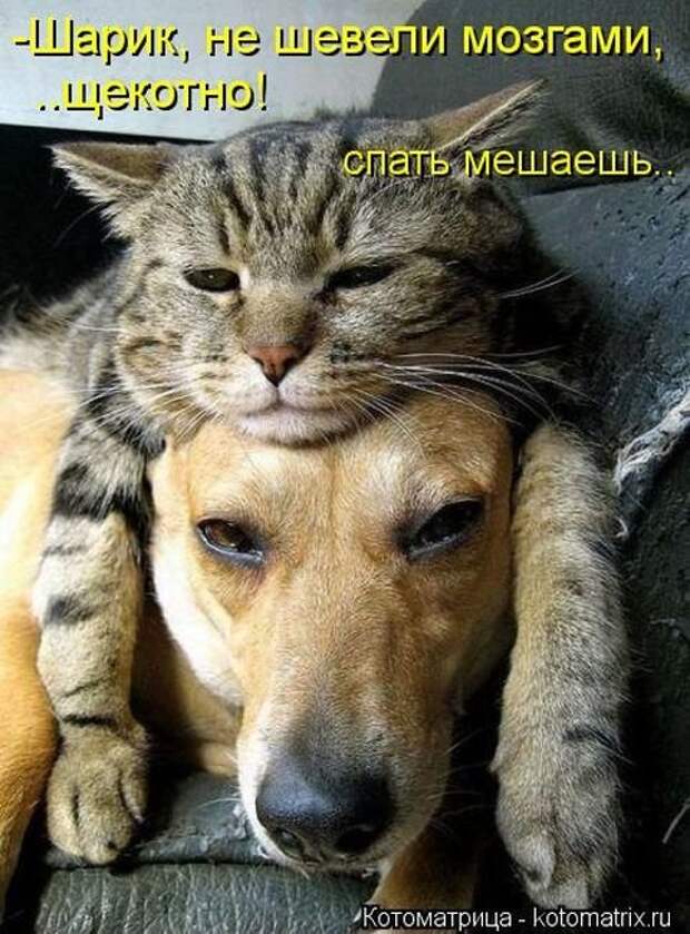 Отличная коллекция котоматриц (25 шт)