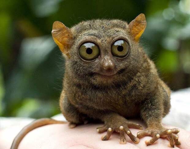 Funny-animals-with-muzzles-Agape-01