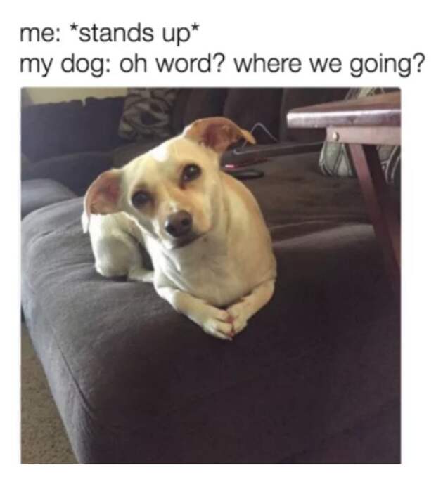 2673522 5 Dog memes youll want to show your dog even though he cant read (32 Photos)