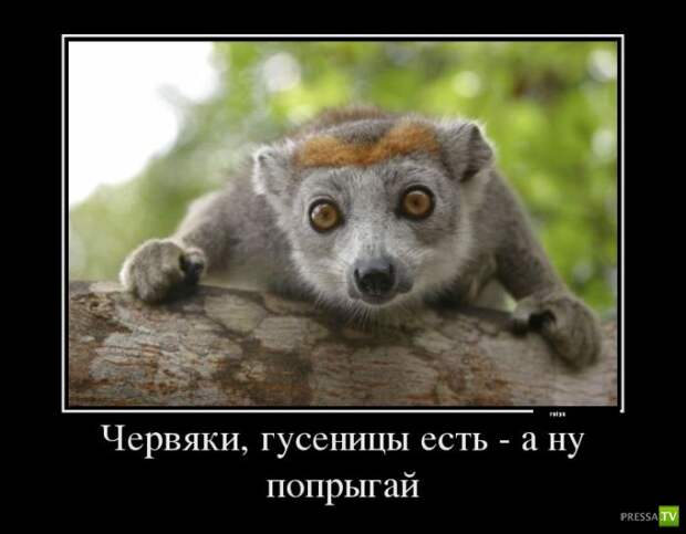 Прикольные демотиваторы о животных (30 фото) Прикольные демотиваторы о животных (30 фото)