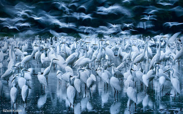 Забавные, яркие, необычные фотографии животных на конкурсе Wildlife Photographer of the Year 2015