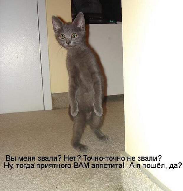 животные