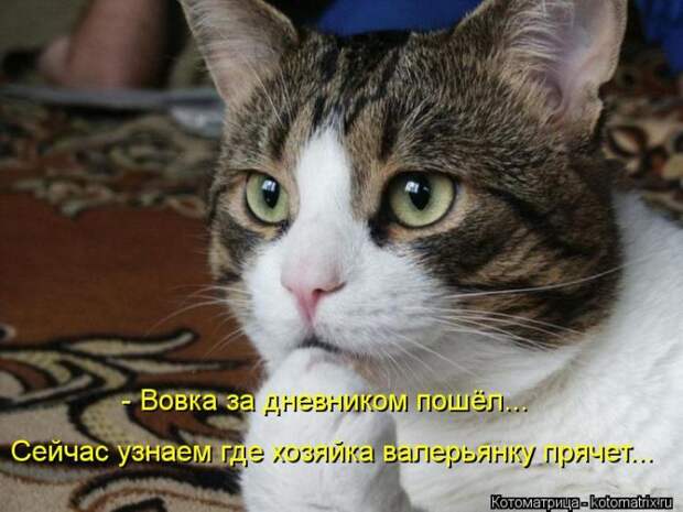 Котоматрица №36