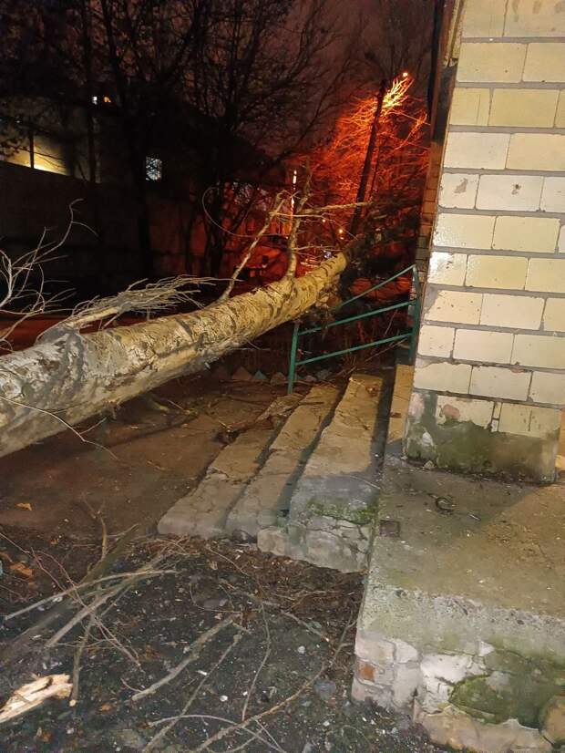 Упавшее дерево на ул.50-летия СССР, 99, перегородило вход в подъезд дома