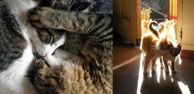 День святого Валентина по-кошачьи: большой пост пушистой любви животные, коты, любовь