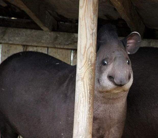необычное животное
