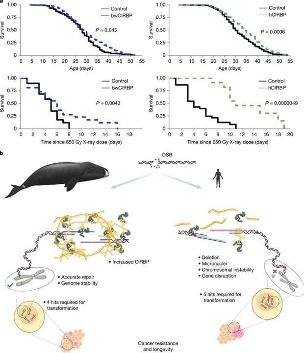 Секрет 200-летних гренландских китов может заключаться в одном белке