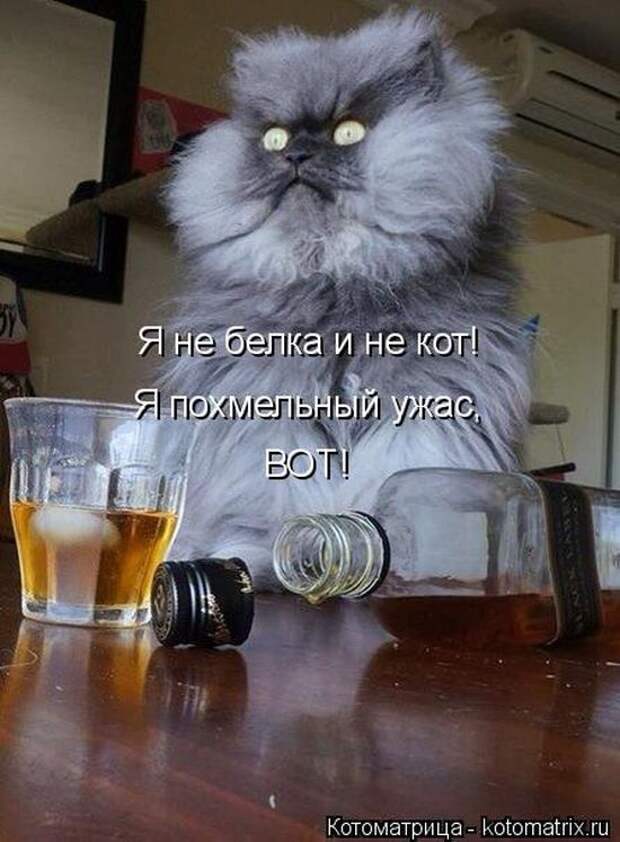22 котоматрицы