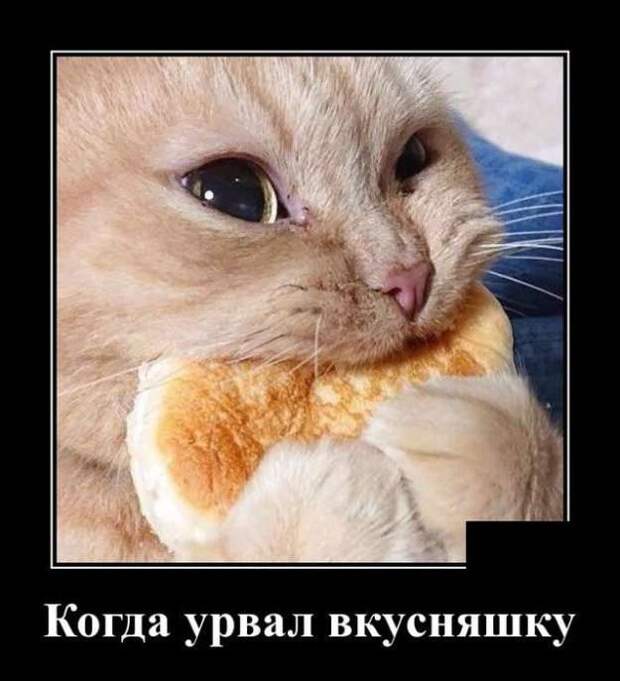Прикольные демотиваторы с надписями. Подборка chert-poberi-dem-chert-poberi-dem-29310421092020-1 картинка chert-poberi-dem-29310421092020-1